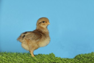Domestic fowl (Gallus gallus domesticus), freshly hatched, chicken chick standing on grass,