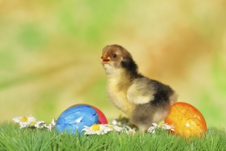 Domestic chicken (Gallus gallus domesticus), chicken chicks with colourful Easter eggs, Easter,