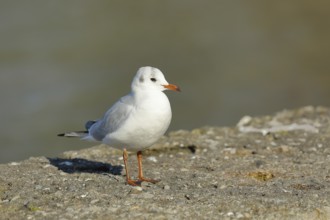Black-headed gull (Chroicocephalus ridibundus), standing on a wall on the lakeshore, Lake Chiemsee,