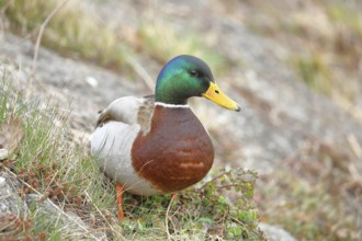 Mallard (Anas platyrhynchos), male, drake, standing on a slope on the lakeshore, Chiemsee, Prien,