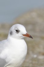 Black-headed Black-headed Gull (Chroicocephalus ridibundus), animal portrait, Lake Chiemsee, Prien,