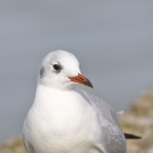 Black-headed Black-headed Gull (Chroicocephalus ridibundus), animal portrait, Lake Chiemsee, Prien,
