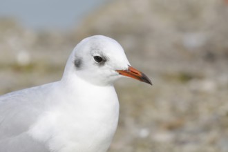 Black-headed Black-headed Gull (Chroicocephalus ridibundus), animal portrait, Lake Chiemsee, Prien,