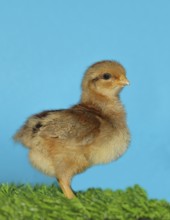 Domestic fowl (Gallus gallus domesticus), freshly hatched, chicken chick standing on grass,