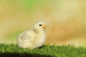 Domestic fowl (Gallus gallus domesticus), freshly hatched, chicken chick standing on grass,