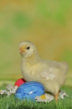 Domestic chicken (Gallus gallus domesticus), chicken chicks with colourful Easter eggs, Easter,