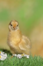 Domestic fowl (Gallus gallus domesticus), freshly hatched, chicken chick standing on grass,