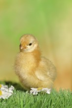 Domestic fowl (Gallus gallus domesticus), freshly hatched, chicken chick standing on grass,
