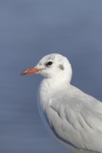 Black-headed Black-headed Gull (Chroicocephalus ridibundus), animal portrait, Lake Chiemsee, Prien,