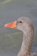 Greylag goose (Anser anser) swimming on the water, animal portrait, Chiemsee, Prien, Bavaria,
