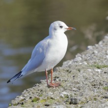 Black-headed gull (Chroicocephalus ridibundus), standing on a wall on the lakeshore, Lake Chiemsee,