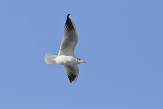 Black-headed Black-headed Gull (Chroicocephalus ridibundus), in flight, Lake Chiemsee, Prien,