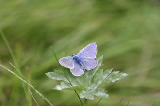 Blue butterfly (Polyommatus icarus), male, blue wings, meadow, colourful, pretty, Germany, The