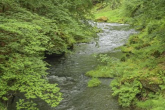 River Kamnitz near Hrensko, Czech Republic