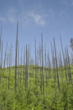 Bare trunks, forest recovers after forest fire from 2022 east of Hrensko, Czech Republic