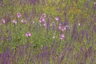 Wildflowers, Meadow, Messedamm, Charlottenburg, Berlin, Germany
