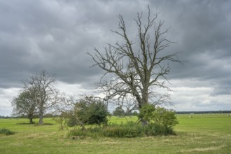 Floodplain landscape on the Elbe, Brandenburg, Germany