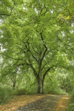 Old lime tree in the forest near Beelitz, Brandenburg, Germany