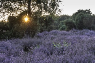 Heath landscape with heather (Calluna vulgaris) and juniper (Juniperus communis), Emsland, Lower