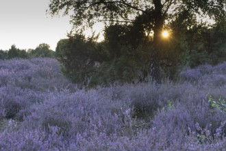 Heath landscape with heather (Calluna vulgaris) and juniper (Juniperus communis), Emsland, Lower