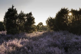Heath landscape with heather (Calluna vulgaris) and juniper (Juniperus communis), Emsland, Lower