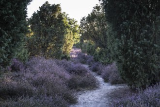 Heath landscape with heather (Calluna vulgaris) and juniper (Juniperus communis), Emsland, Lower