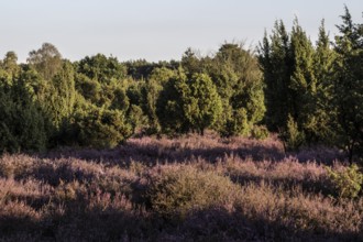 Heath landscape with heather (Calluna vulgaris) and juniper (Juniperus communis), Emsland, Lower