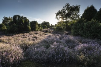 Heath landscape with heather (Calluna vulgaris) and juniper (Juniperus communis), Emsland, Lower