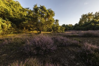 Heath landscape with heather (Calluna vulgaris) and juniper (Juniperus communis), Emsland, Lower