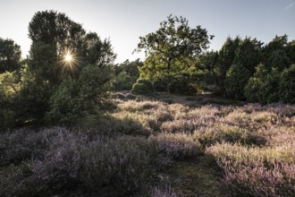 Heath landscape with heather (Calluna vulgaris) and juniper (Juniperus communis), Emsland, Lower