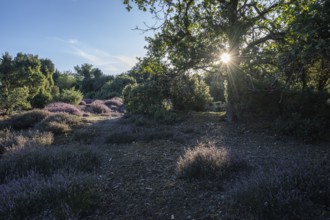 Heath landscape with heather (Calluna vulgaris) and juniper (Juniperus communis), Emsland, Lower