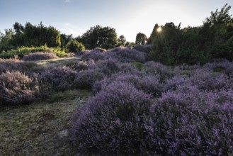 Heath landscape with heather (Calluna vulgaris) and juniper (Juniperus communis), Emsland, Lower