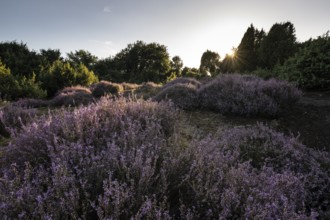 Heath landscape with heather (Calluna vulgaris) and juniper (Juniperus communis), Emsland, Lower