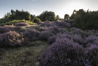 Heath landscape with heather (Calluna vulgaris) and juniper (Juniperus communis), Emsland, Lower