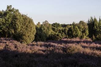 Heath landscape with heather (Calluna vulgaris) and juniper (Juniperus communis), Emsland, Lower