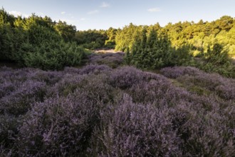 Heath landscape with heather (Calluna vulgaris) and juniper (Juniperus communis), Emsland, Lower