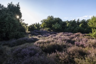 Heath landscape with heather (Calluna vulgaris) and juniper (Juniperus communis), Emsland, Lower