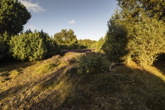 Heath landscape with heather (Calluna vulgaris) and juniper (Juniperus communis), Emsland, Lower
