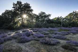 Heath landscape with heather (Calluna vulgaris) and juniper (Juniperus communis), Emsland, Lower