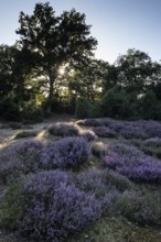 Heath landscape with heather (Calluna vulgaris) and juniper (Juniperus communis), Emsland, Lower