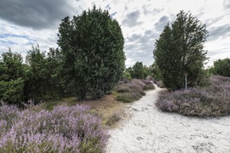Heath landscape with heather (Calluna vulgaris) and juniper (Juniperus communis), Emsland, Lower