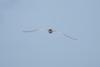 Common tern (Sterna hirundo) adult bird in flight in a blue sky, England, United Kingdom