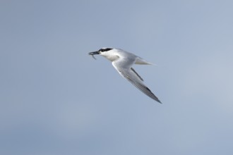 Sandwich tern (Thalasseus sandvicensis) adult bird with a fish in its beak in flight, England,