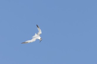 Sandwich tern (Thalasseus sandvicensis) adult bird in flight, England, United Kingdom