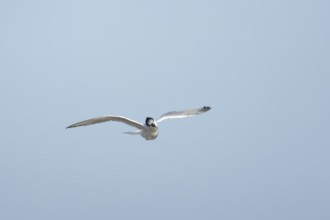 Sandwich tern (Thalasseus sandvicensis) adult bird shaking in flight, England, United Kingdom