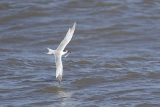 Sandwich tern (Thalasseus sandvicensis) adult bird with a fish in its beak in flight over the sea,