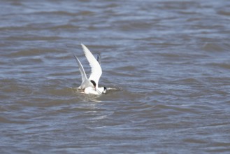 Common tern (Sterna hirundo) and Sandwich tern (Thalasseus sandvicensis) adult birds fighting over