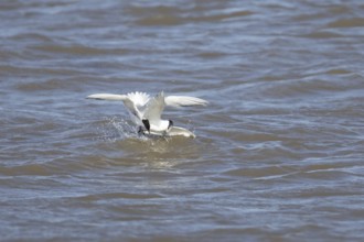 Common tern (Sterna hirundo) and Sandwich tern (Thalasseus sandvicensis) adult birds fighting over