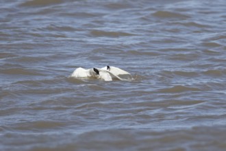 Common tern (Sterna hirundo) and Sandwich tern (Thalasseus sandvicensis) adult birds fighting over