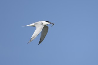 Sandwich tern (Thalasseus sandvicensis) adult bird with a fish in its beak in flight in a blue sky,
